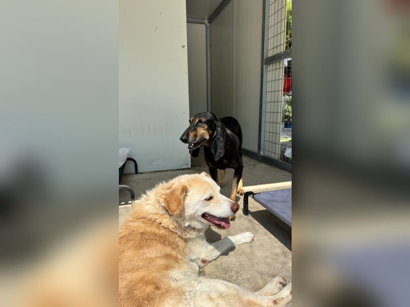 Kuschelmaus NAOMIE sucht eine eigene Familie!