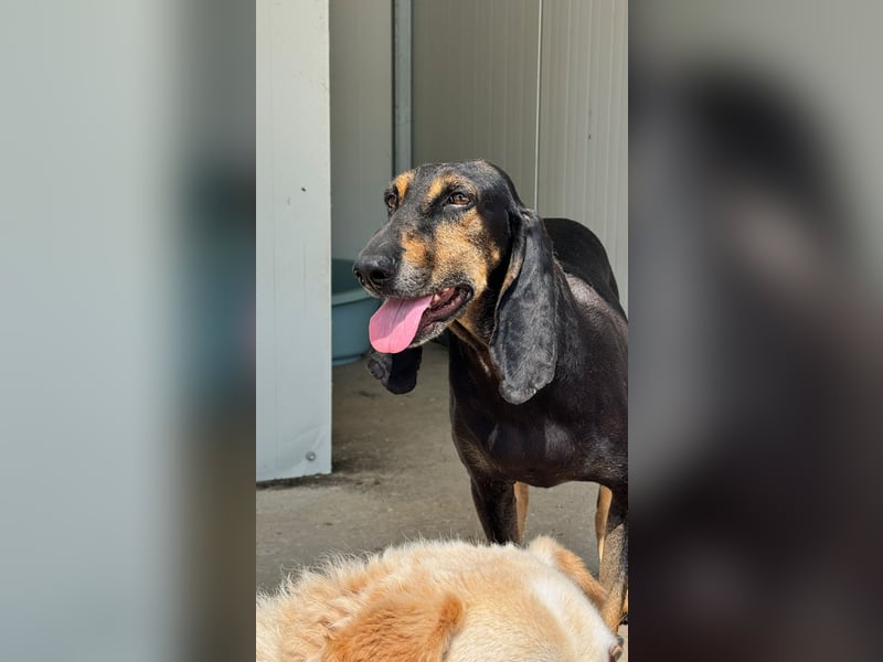 Kuschelmaus NAOMIE sucht eine eigene Familie!