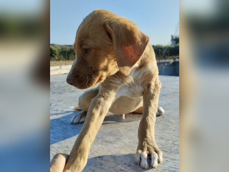 Mischlingswelpe ROCKIE (3,5 Monate) sucht eine Familie