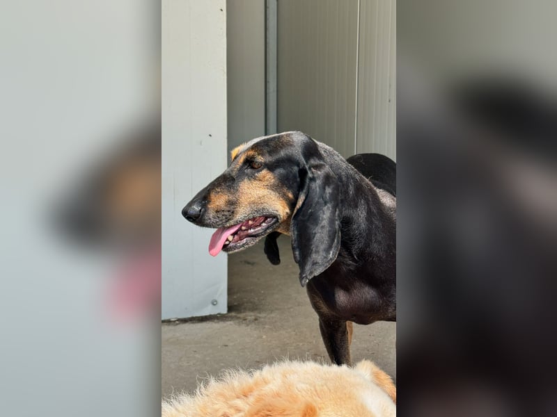 Kuschelmaus NAOMIE sucht eine eigene Familie!