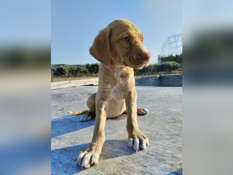 Mischlingswelpe ROCKIE (3,5 Monate) sucht eine Familie