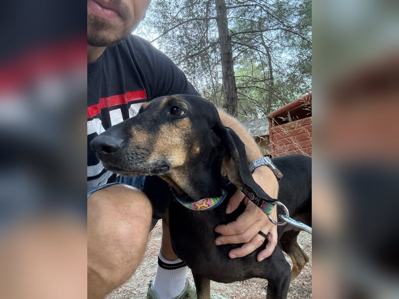 Kuschelmaus NAOMIE sucht eine eigene Familie!