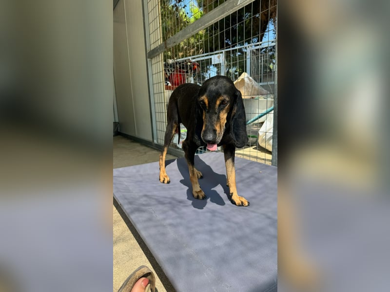 Kuschelmaus NAOMIE sucht eine eigene Familie!