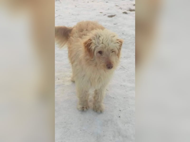 Wuschelkopf sucht sein Kuschelplatz