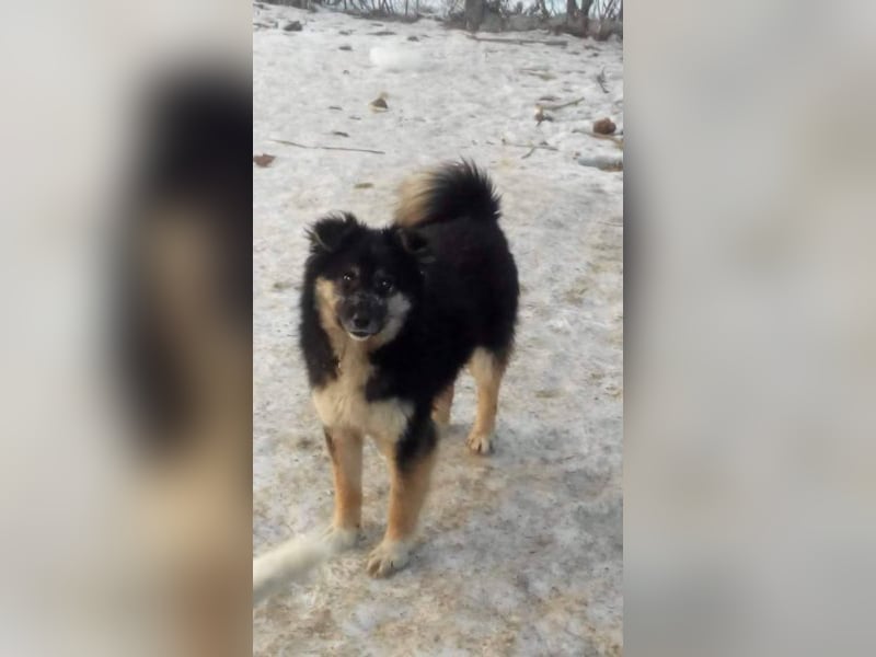 Der Hundebub sucht sein Für-Immer-Zuhause