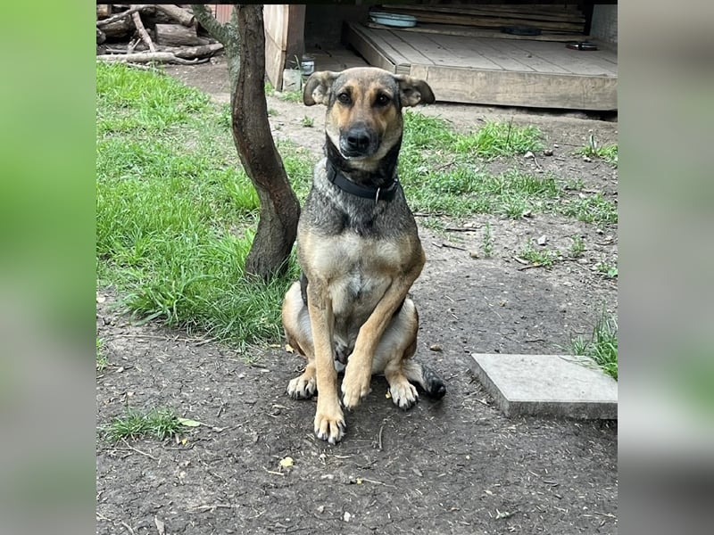 Charlyn - ruhige Hündin sucht ihre Bezugspersonen