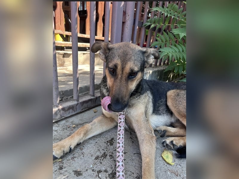 Charlyn - ruhige Hündin sucht ihre Bezugspersonen