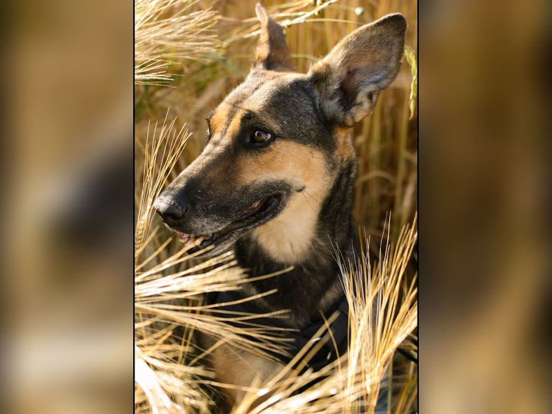 Charlyn - ruhige Hündin sucht ihre Bezugspersonen