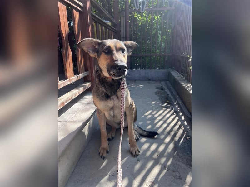 Charlyn - ruhige Hündin sucht ihre Bezugspersonen