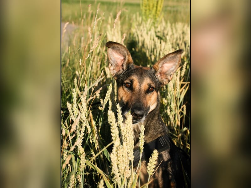 Charlyn - ruhige Hündin sucht ihre Bezugspersonen