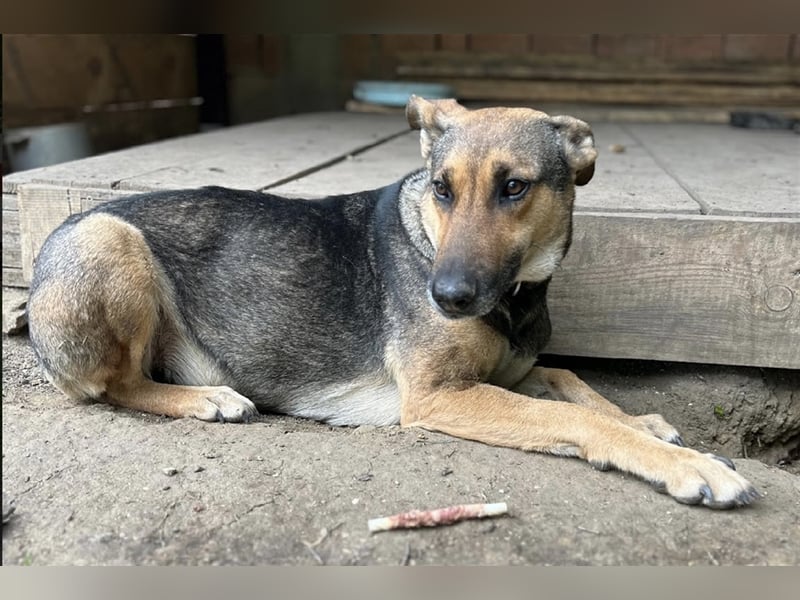 Charlyn - ruhige Hündin sucht ihre Bezugspersonen