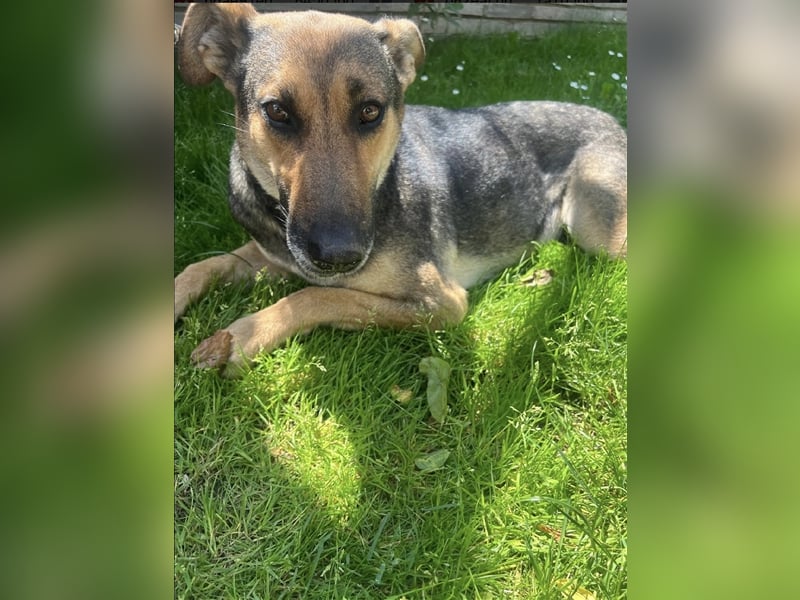 Charlyn - ruhige Hündin sucht ihre Bezugspersonen