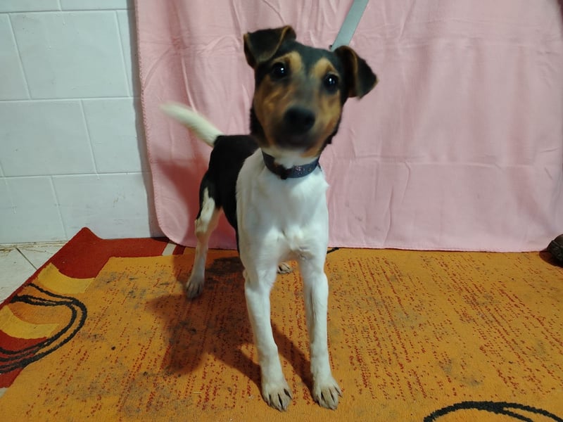 Borka KK – liebe junge Hündin sucht ihre Menschen 