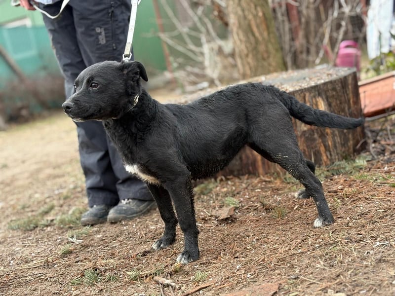 Emerka kk – junge, freundliche Hündin sucht aktives Zuhause 