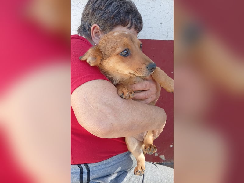 Virag2 PP – neugierige junge Hündin sucht liebevolles Zuhause