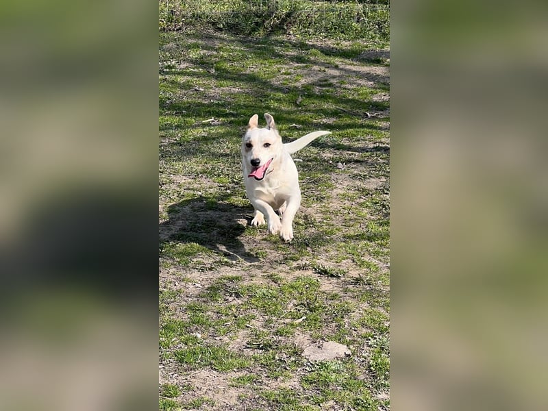 Bobby LM – anhängliche junge Hündin sucht ihr Zuhause 