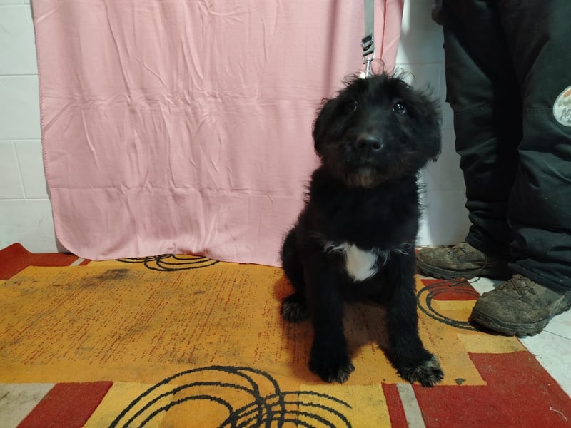 Kaboca kk – neugieriges Hundekind sucht liebevolles Zuhause 