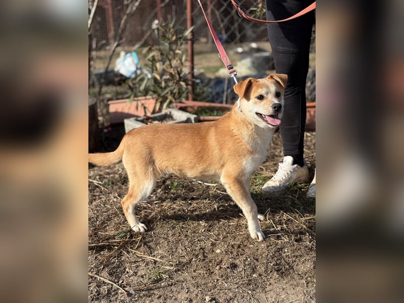 Dakari kk – fröhlicher Junghund sucht liebevolles Zuhause 