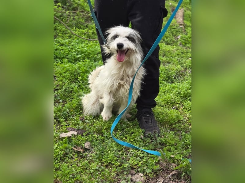 Panda BE – süße Terriermix-Hündin sucht ihr Zuhause 