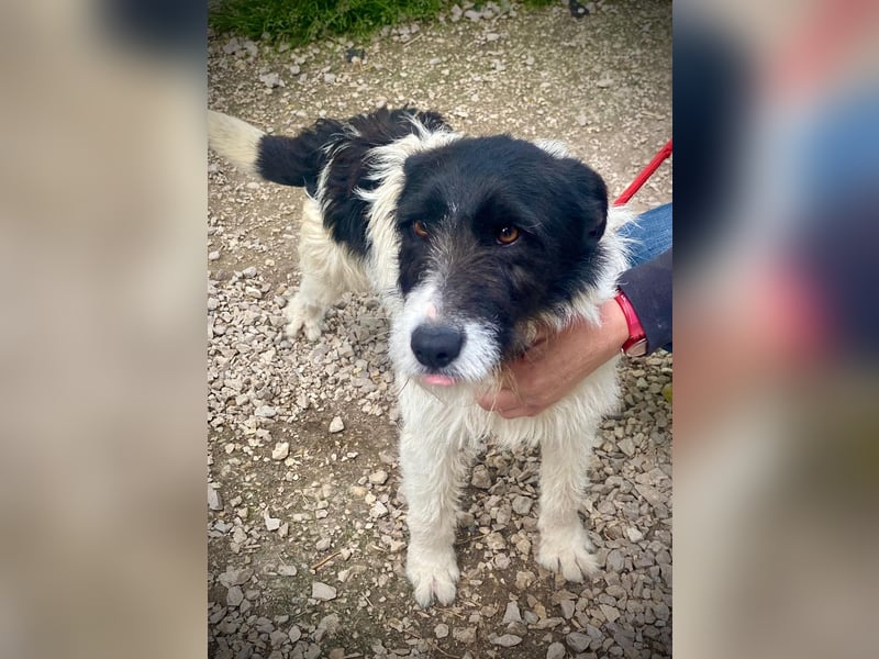 Aldo - Fundhund möchte endlich ein Zuhause