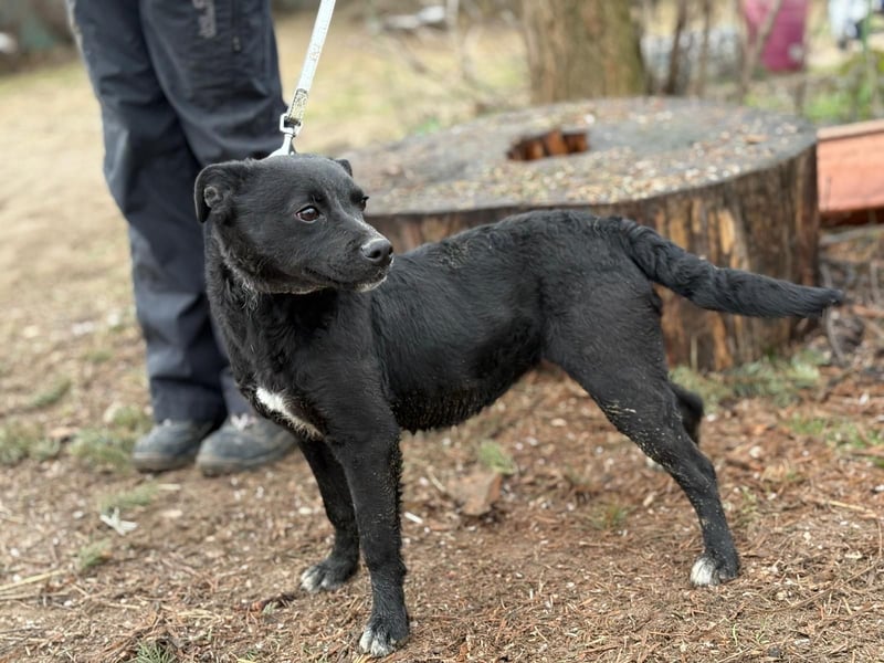 Emerka kk – junge, freundliche Hündin sucht aktives Zuhause 