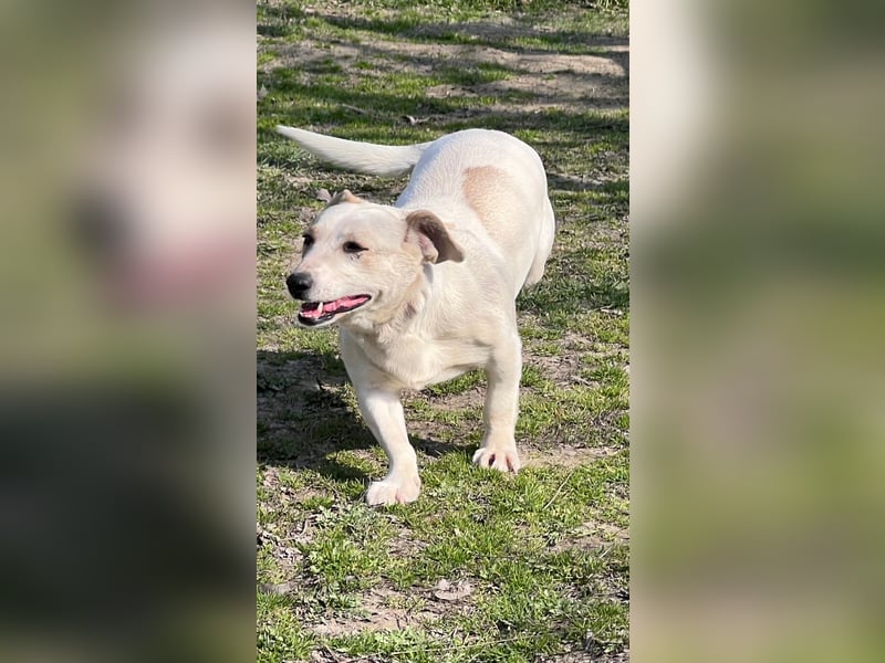 Bobby LM – anhängliche junge Hündin sucht ihr Zuhause 