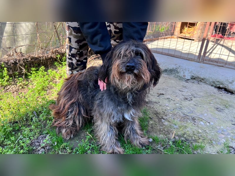 Adolf LM – freundlicher Rüde sucht sein Zuhause 