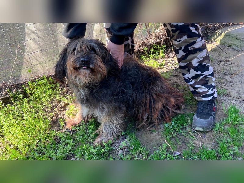 Adolf LM – freundlicher Rüde sucht sein Zuhause 