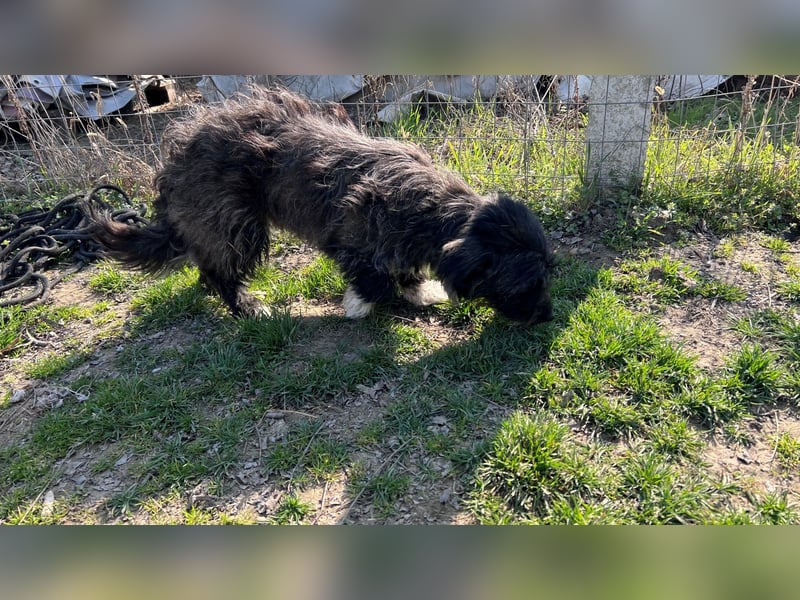 Folti LM – sanfte Hündin mit großem Herz sucht ihr Zuhause 