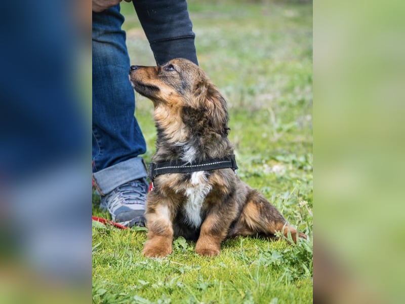 Csigusz SI – fröhlicher, offener Junghund sucht Abenteuer ✨