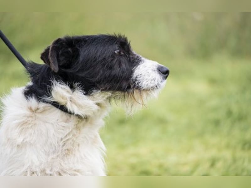 Aldo - Fundhund möchte endlich ein Zuhause