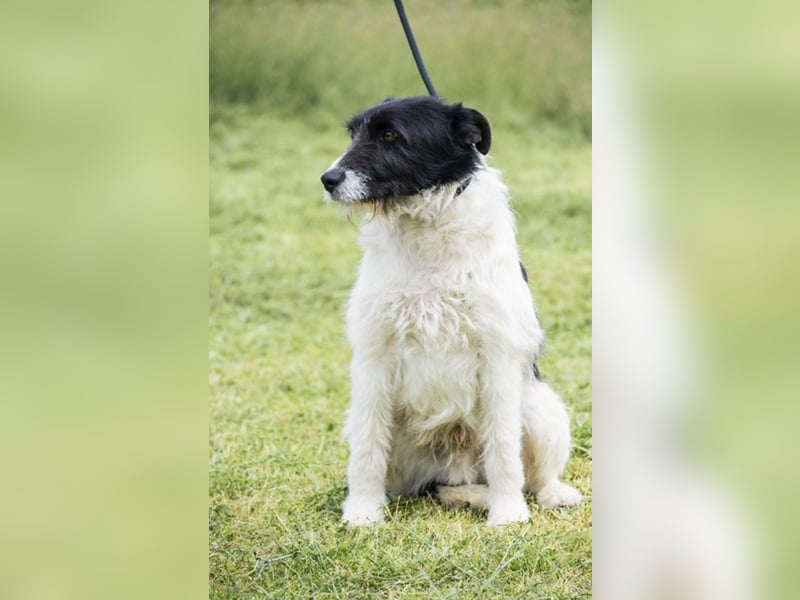 Aldo - Fundhund möchte endlich ein Zuhause