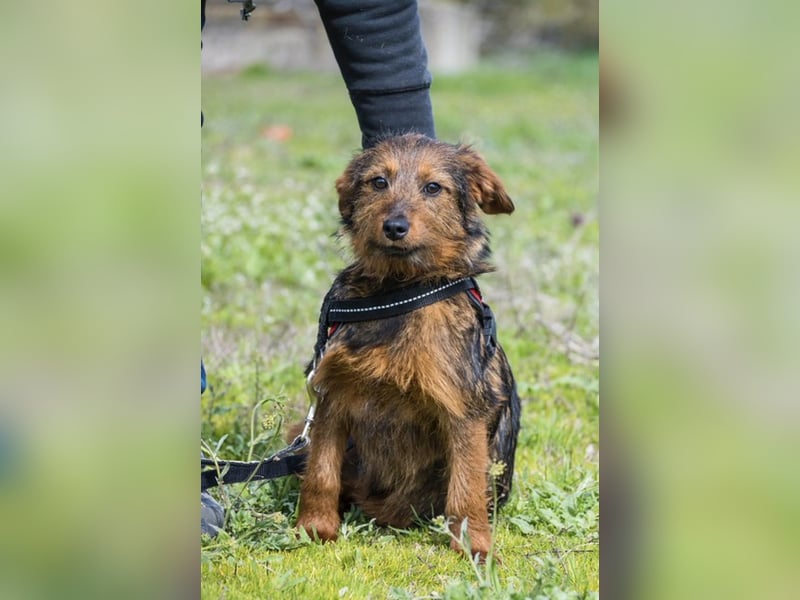 Bajusz SI – vorsichtiger, liebevoller Junghund sucht seine Menschen 
