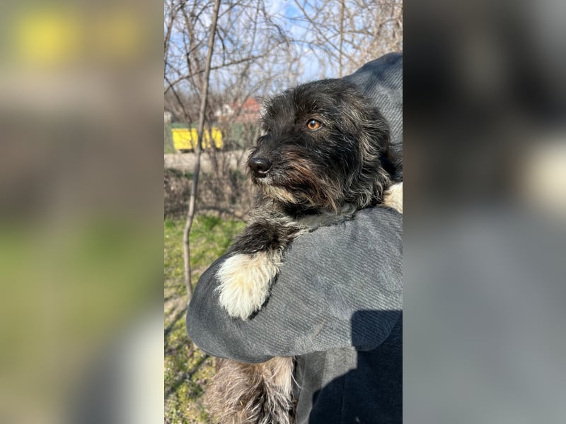 Folti LM – sanfte Hündin mit großem Herz sucht ihr Zuhause 