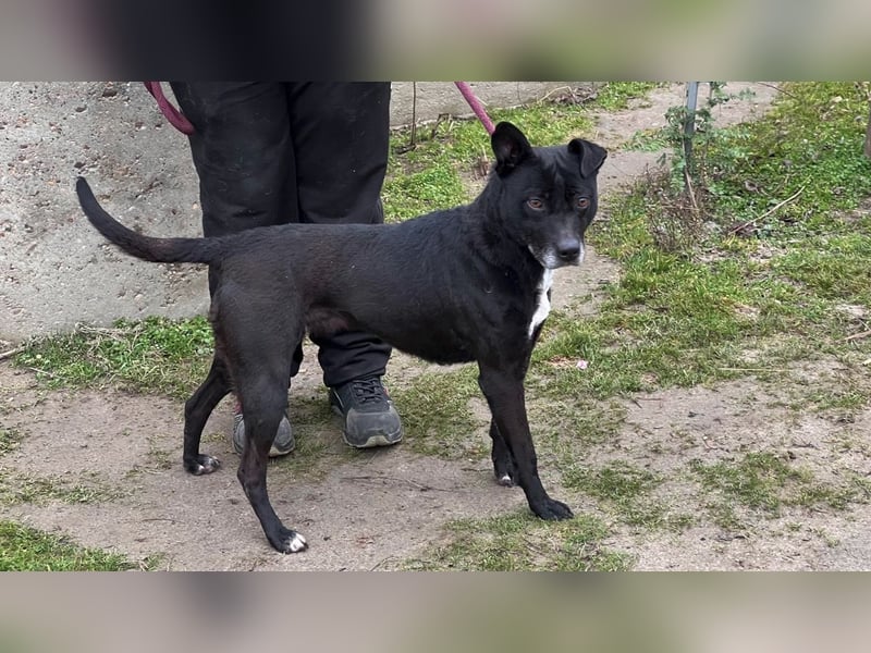 Lara LM – liebevolle Hündin sucht ein Zuhause für immer 