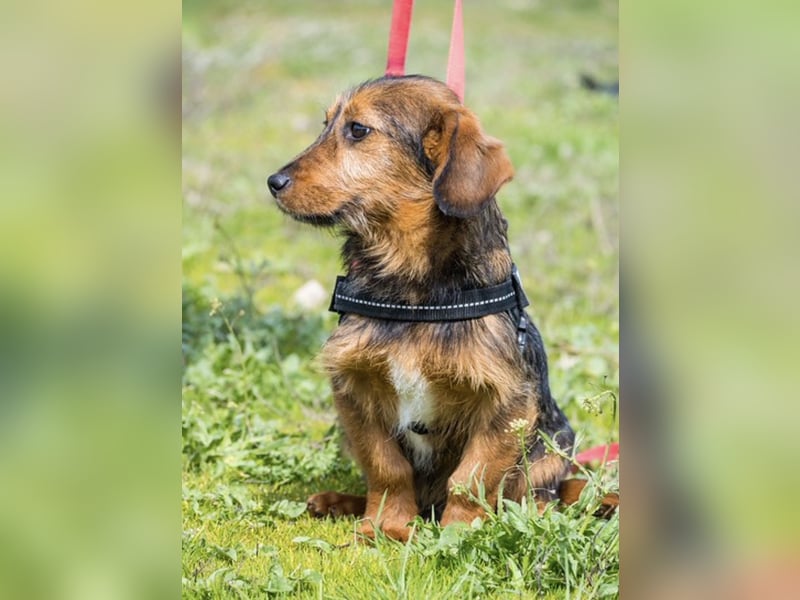 Bajusz SI – vorsichtiger, liebevoller Junghund sucht seine Menschen 