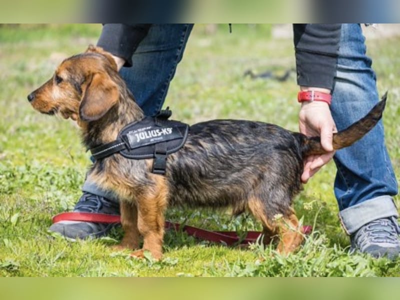 Bajusz SI – vorsichtiger, liebevoller Junghund sucht seine Menschen 