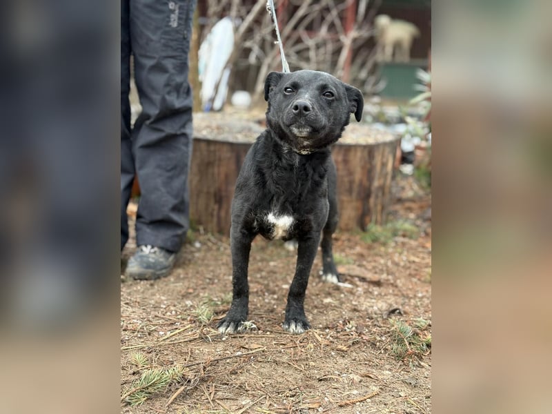 Emerka kk – junge, freundliche Hündin sucht aktives Zuhause 