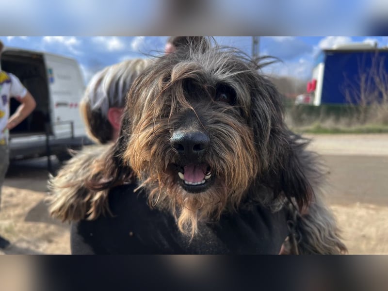 Adolf LM – freundlicher Rüde sucht sein Zuhause 