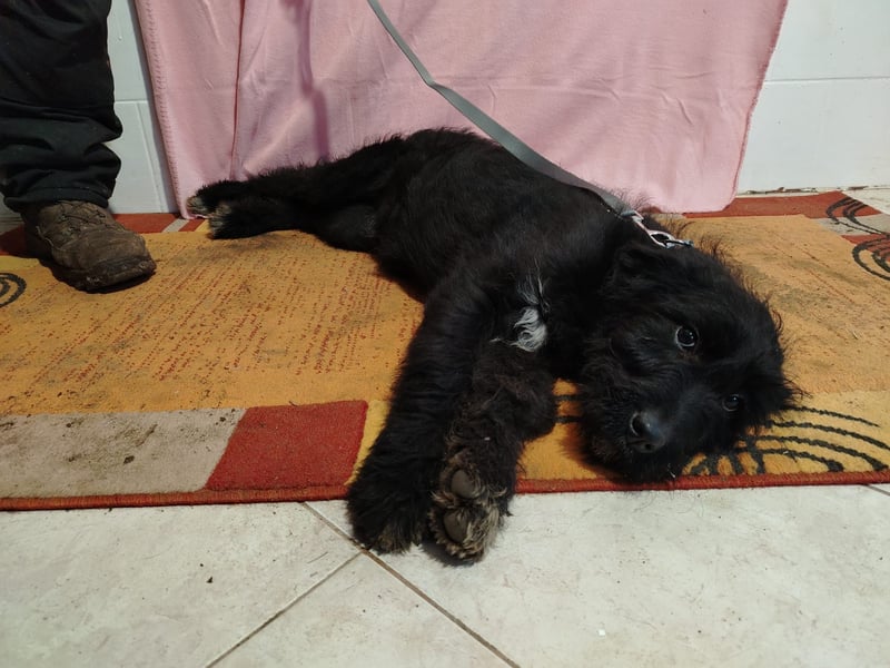 Kaboca kk – neugieriges Hundekind sucht liebevolles Zuhause 