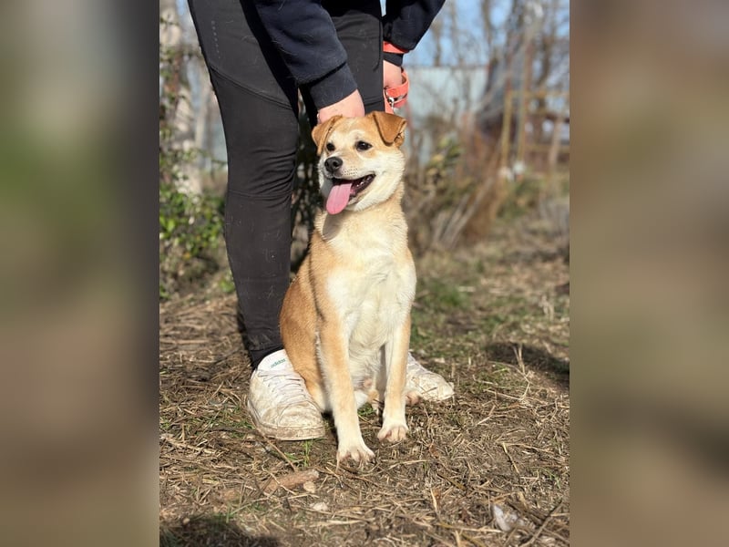 Dakari kk – fröhlicher Junghund sucht liebevolles Zuhause 