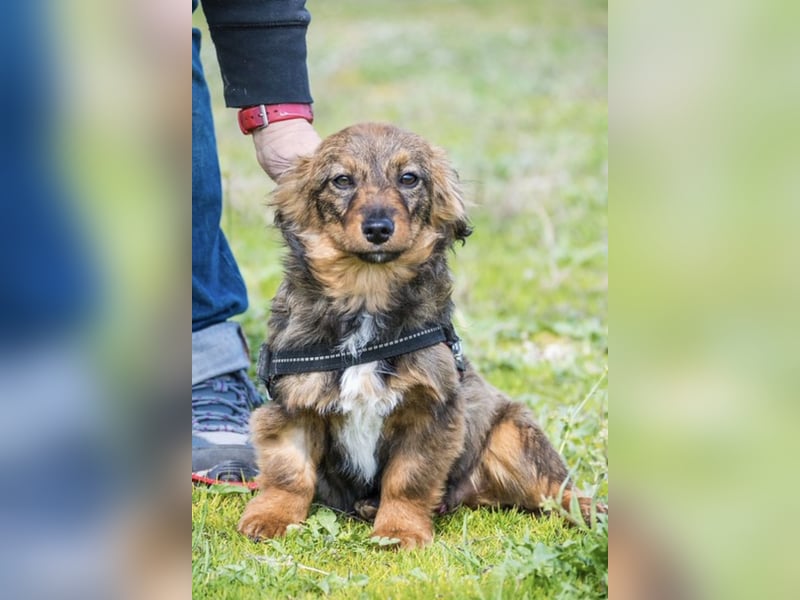 Csigusz SI – fröhlicher, offener Junghund sucht Abenteuer ✨