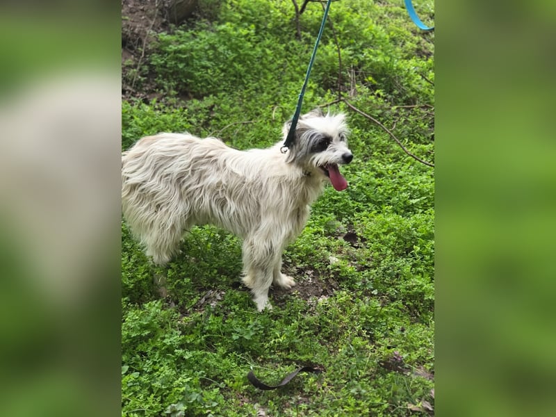 Panda BE – süße Terriermix-Hündin sucht ihr Zuhause 