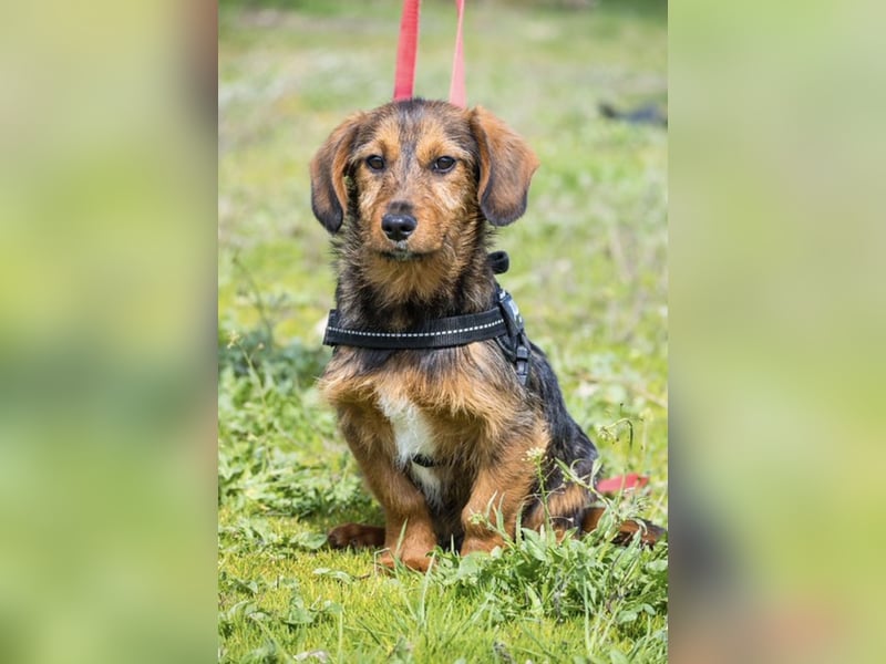 Bajusz SI – vorsichtiger, liebevoller Junghund sucht seine Menschen 