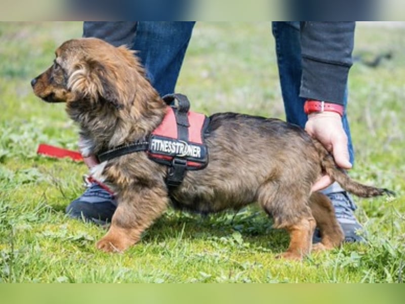 Csigusz SI – fröhlicher, offener Junghund sucht Abenteuer ✨