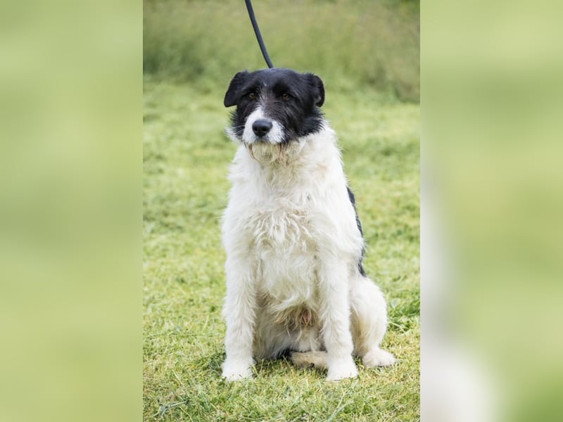 Aldo - Fundhund möchte endlich ein Zuhause