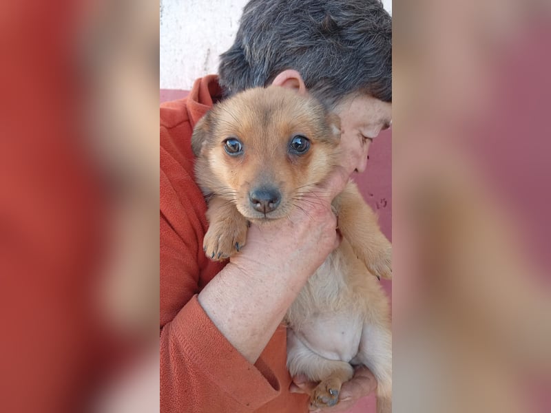 Virag2 PP – neugierige junge Hündin sucht liebevolles Zuhause