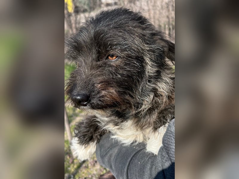 Folti LM – sanfte Hündin mit großem Herz sucht ihr Zuhause 