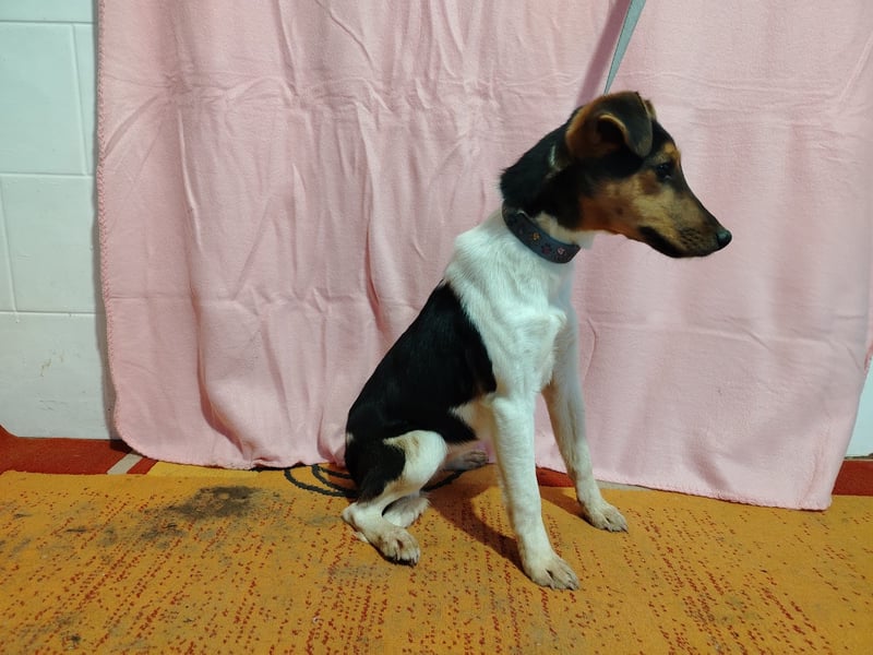 Borka KK – liebe junge Hündin sucht ihre Menschen 