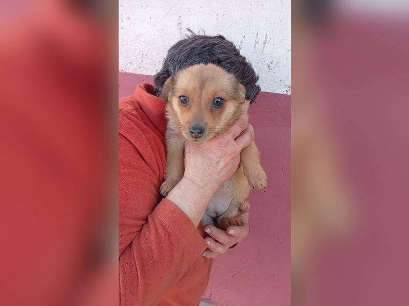 Virag2 PP – neugierige junge Hündin sucht liebevolles Zuhause